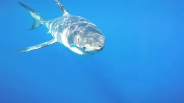 Водолаз прогнал акулу камерой