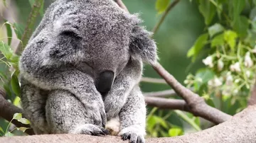 10 Сумасшедших вещей которые существуют только в Австралии
