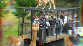 Шокирующие встречи с животными, снятые на камеру