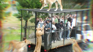 Шокирующие встречи с животными, снятые на камеру