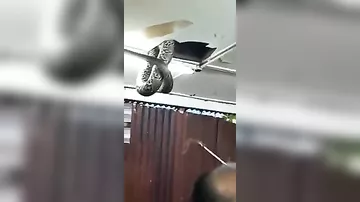 Гигантская змея чуть было не упала с потолка на посетителей ресторана