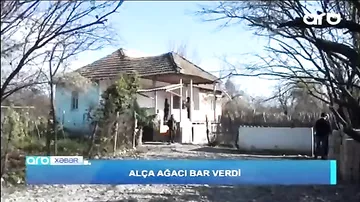 Göyçayda qeyri-adi təbiət hadisəsi - 1