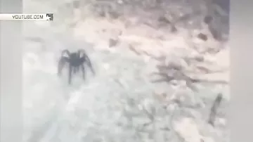 Гигантский паук набросился на туристов в лесу