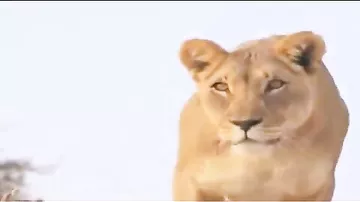 BBC опубликовала редчайшее видео со схваткой жирафа и львов