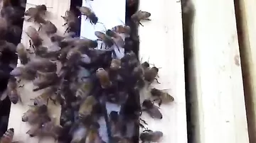 Сеть взрывает видео, где гигантский паук опрометчиво атаковал пчелиный улей