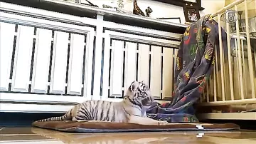 Пёс усыновил тигрят в сафари-парке