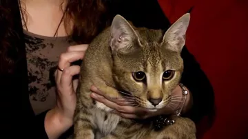 В Санкт-Петербурге показали самого дорогого кота