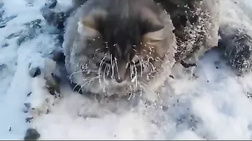 Спасение кота из ледяного плена сняли на видео