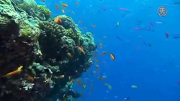 Зафиксирована самая масштабная гибель кораллов