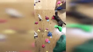 Японский кот-акробат установил мировой рекорд на скалодроме