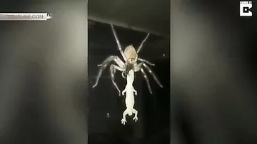 Гигантский паук пожирает геккона