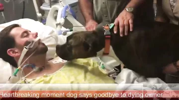 Душераздирающее видео прощания собаки с умирающим хозяином