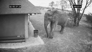 Слон убирает мусор