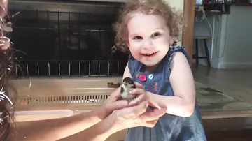 Реакция маленькой девочки на цыпленка