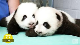 Первые 100 дней жизни панд-близнецов