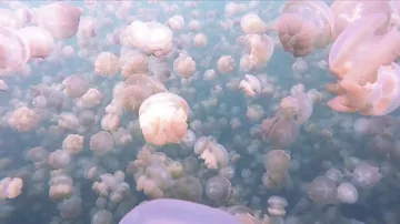 Озеро медуз в Палау.