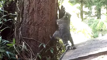 Мама енот обучает сына лазить по деревьям
