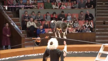 Коза на канате в цирке это круто
