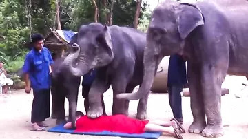 Массаж от слонов