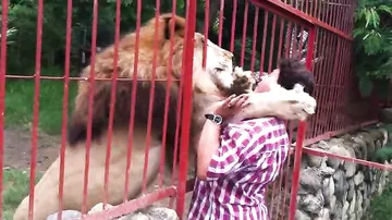 Поцелуй льва своей спасительнице