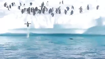Как пингвины выпрыгивают на сушу