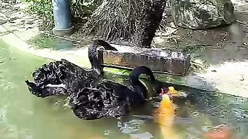 Black swan feeding Koi fish