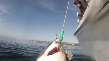 Белая акула выпрыгнула из воды