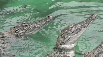 Прыжки крокодилов за едой в Slow Motion
