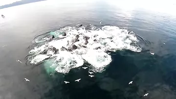 Как отдыхают киты на Аляске