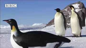 Пингвины приняли робота за своего и пошли за ним!