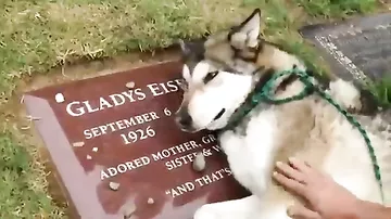 Пес плачет на могиле хозяина