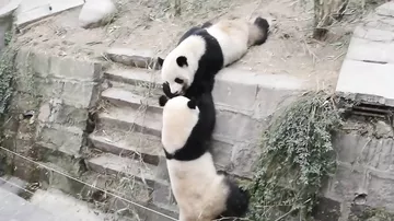Настоящие панды Кунг-Фу
