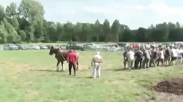 Кто сильнее: Одна лошадь vs 18 человек?