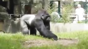Огромная горилла отвечает на шум строителей.