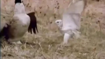 Сокол атакует дикого гуся