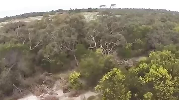 Орел напал на беспилотник в Австралии