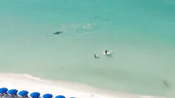 Охота акулы у пляжа