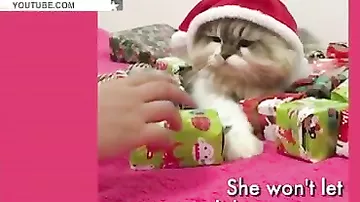 Опубликовано видео с самым жадным новогодним котом