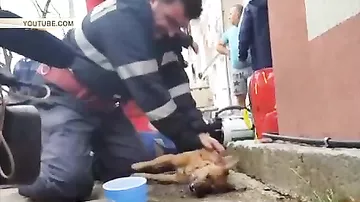 Пожарный сделал искусственное дыхание собаке и спас ее