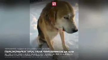 Рыбаки спасли собаку, отбив ее у волка
