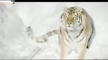 Тигры устроили охоту на беспилотник
