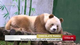 Dünyada yeganə "şokolad" panda