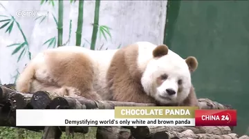 Dünyada yeganə "şokolad" panda