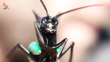 Последствия самого болезненного укуса насекомого показали на видео
