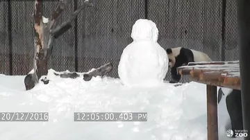 Панда в Торонто подралась со снеговиком