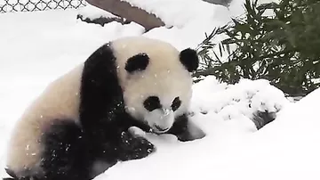 Панда в Торонто подралась со снеговиком - 1
