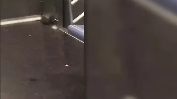 Крысу, танцующую на шесте в метро, сняли на видео