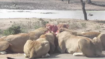 Львиное семейство жрет антилопу прямо около машины с туристами
