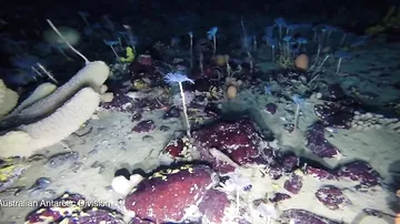 Подводный робот снял на видео новые красочные формы жизни Антарктики