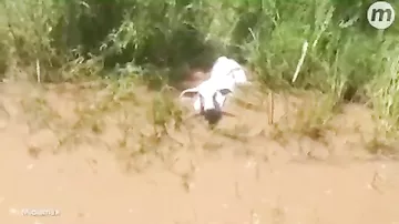 Фермер снял на видео, как огромная змея задушила теленка